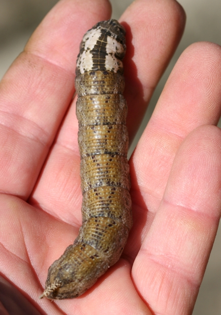 Grossa larva di Acherontia atropos